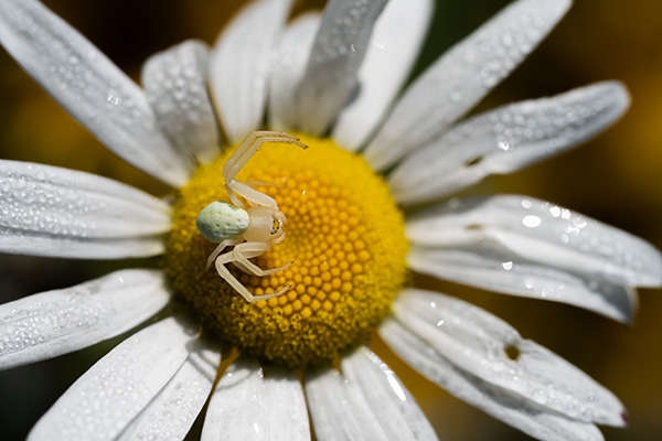 Nikon Z MC 50mm f/2.8 Nikkor Review: Field Test -- Gallery Image