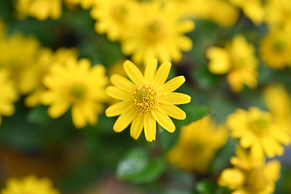 Nikon Z MC 50mm f/2.8 Nikkor Review: Field Test -- Gallery Image