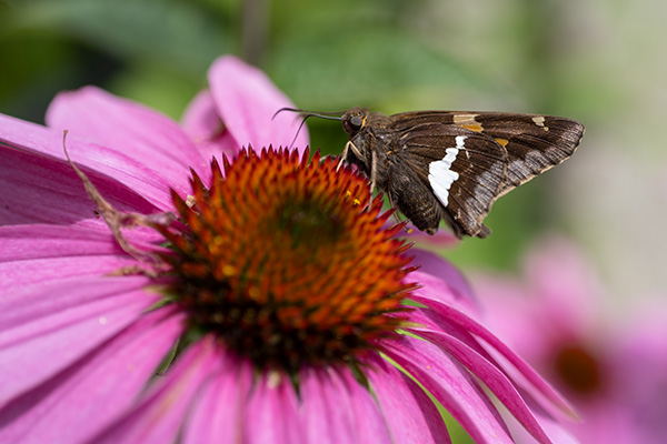 Nikon Z MC 50mm f/2.8 Nikkor Review: Field Test -- Gallery Image