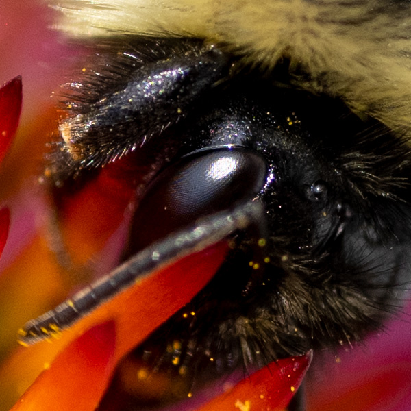 Nikon Z MC 50mm f/2.8 Nikkor Review: Field Test -- Gallery Image