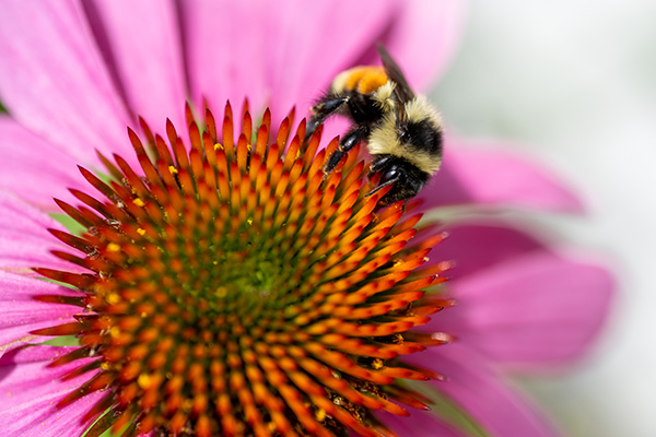 Nikon Z MC 50mm f/2.8 Nikkor Review: Field Test -- Gallery Image