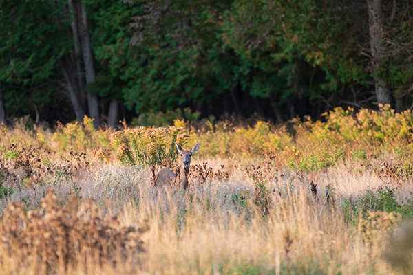 Nikon Z 70-200mm f/2.8 S VR Nikkor Review: Field Test -- Gallery Image