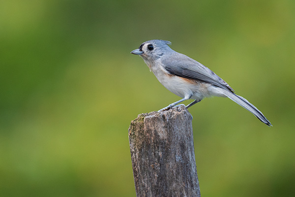 Nikon Z 70-200mm f/2.8 S VR Nikkor Review: Field Test -- Gallery Image