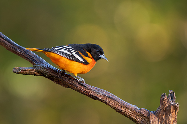 Nikon Z 70-200mm f/2.8 S VR Nikkor Review: Field Test -- Gallery Image