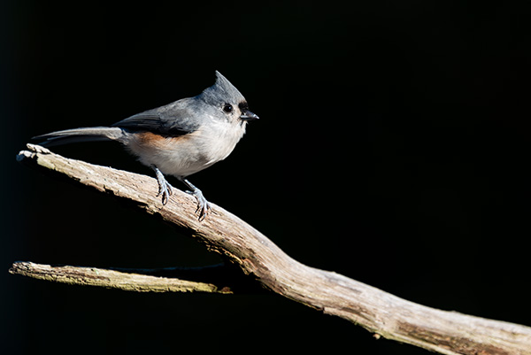 Nikon Z 70-200mm f/2.8 S VR Nikkor Review: Field Test -- Gallery Image