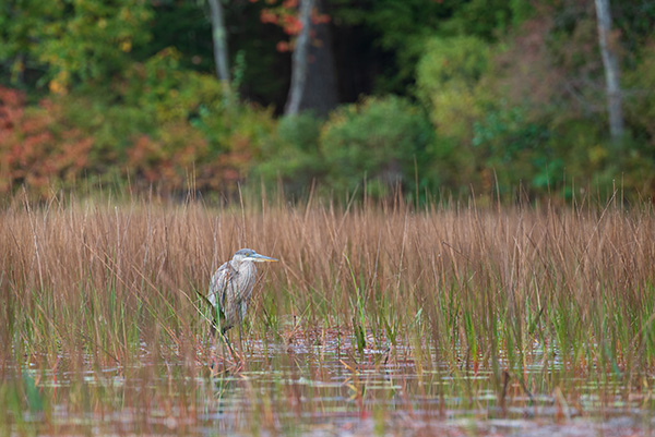 Nikon Z 70-200mm f/2.8 S VR Nikkor Review: Field Test -- Gallery Image