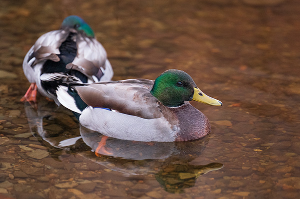 Nikon Z 70-200mm f/2.8 S VR Nikkor Review: Field Test -- Gallery Image