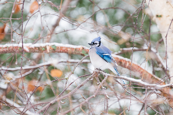 Nikon Z 70-200mm f/2.8 S VR Nikkor Review: Field Test -- Gallery Image