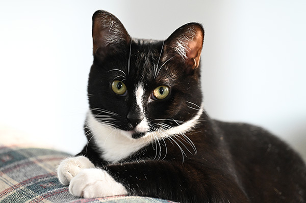 Nikon Z 70-200mm f/2.8 S VR Nikkor Review: Field Test -- Gallery Image