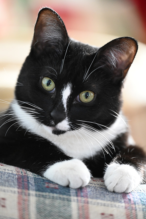 Nikon Z 70-200mm f/2.8 S VR Nikkor Review: Field Test -- Gallery Image