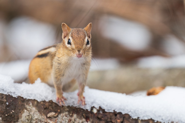 Nikon Z 70-200mm f/2.8 S VR Nikkor Review: Field Test -- Gallery Image