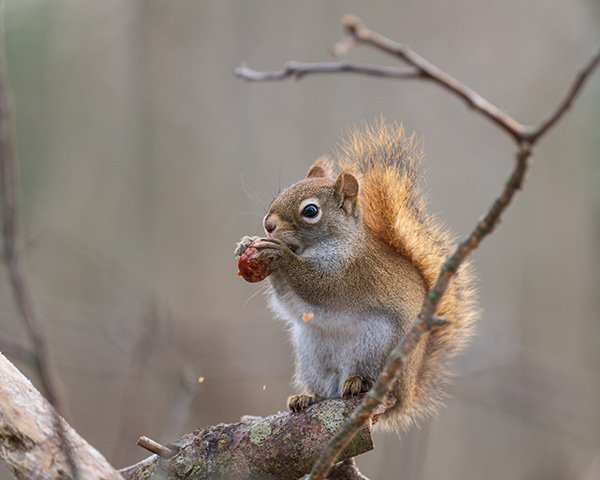 Nikon Z 70-200mm f/2.8 S VR Nikkor Review: Field Test -- Gallery Image