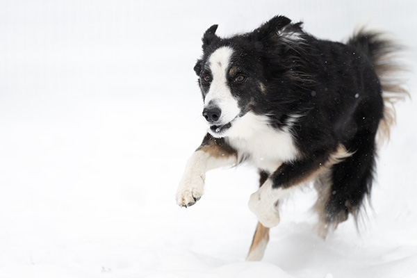 Nikon Z 70-200mm f/2.8 S VR Nikkor Review: Field Test -- Gallery Image