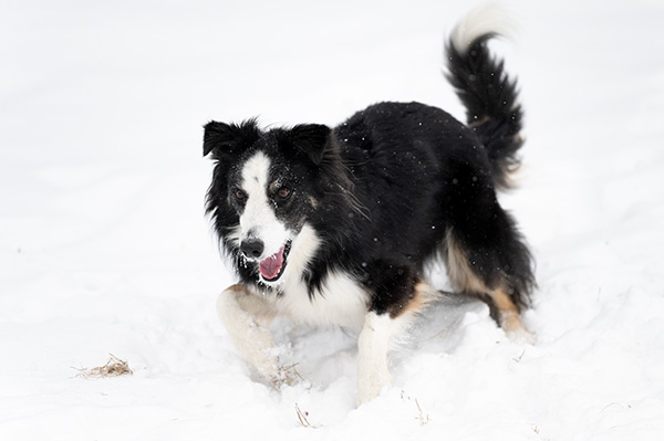 Nikon Z 70-200mm f/2.8 S VR Nikkor Review: Field Test -- Gallery Image