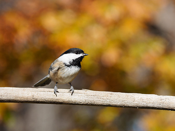 Olympus 12-100mm f/4 IS Pro Review: Field Test -- Gallery Image