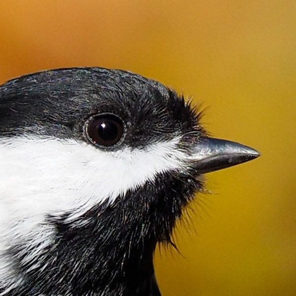 Olympus 12-100mm f/4 IS Pro Review: Field Test -- Gallery Image