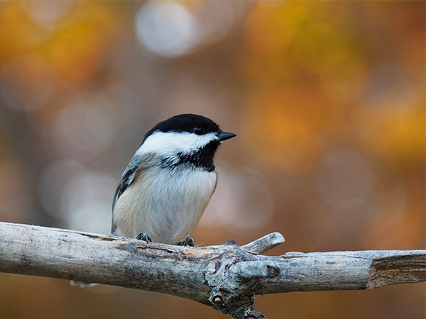 Olympus 12-100mm f/4 IS Pro Review: Field Test -- Gallery Image