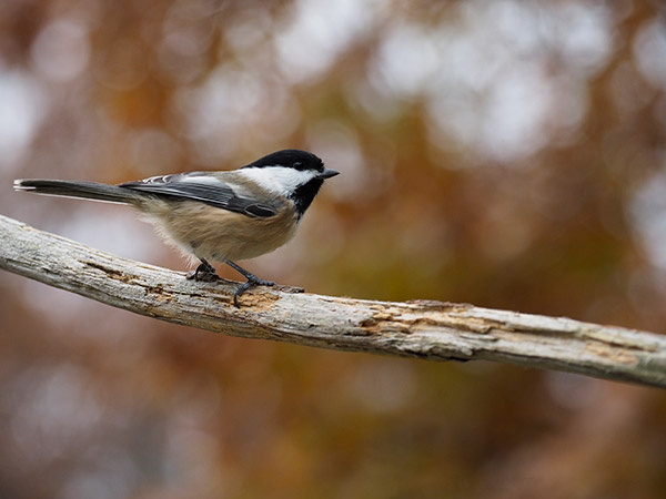 Olympus 12-100mm f/4 IS Pro Review: Field Test -- Gallery Image