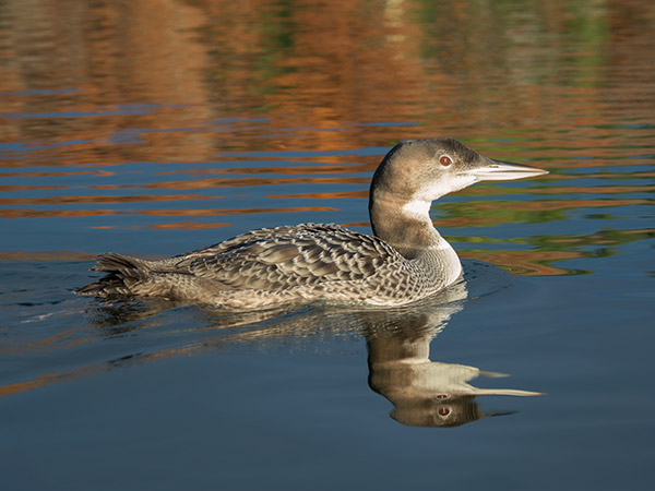 Olympus 12-100mm f/4 IS Pro Review: Field Test -- Gallery Image