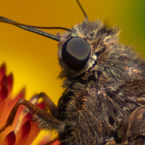 Olympus 12-200mm f/3.5-6.3 M.Zuiko Digital ED Review: Field Test -- Gallery Image