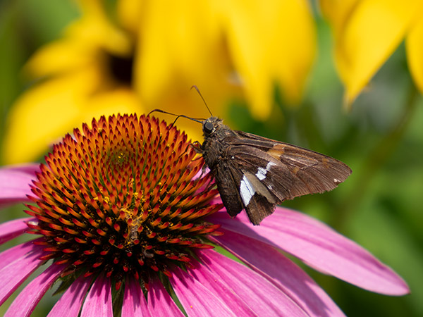 Olympus 12-200mm f/3.5-6.3 M.Zuiko Digital ED Review: Field Test -- Gallery Image