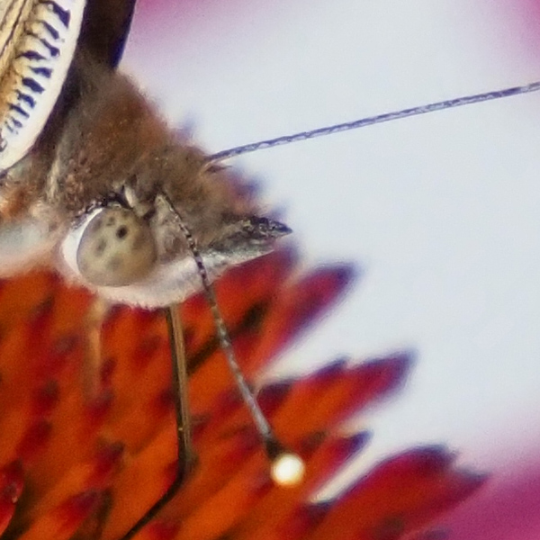 Olympus 12-200mm f/3.5-6.3 M.Zuiko Digital ED Review: Field Test -- Gallery Image