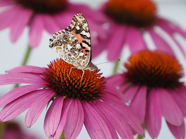 Olympus 12-200mm f/3.5-6.3 M.Zuiko Digital ED Review: Field Test -- Gallery Image