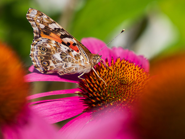 Olympus 12-200mm f/3.5-6.3 M.Zuiko Digital ED Review: Field Test -- Gallery Image