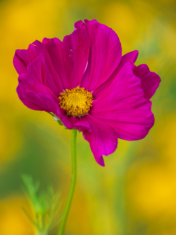 Olympus 12-200mm f/3.5-6.3 M.Zuiko Digital ED Review: Field Test -- Gallery Image