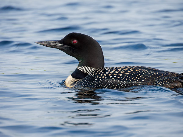 Olympus 12-200mm f/3.5-6.3 M.Zuiko Digital ED Review: Field Test -- Gallery Image