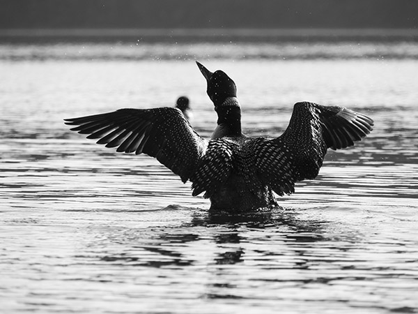 Olympus 12-200mm f/3.5-6.3 M.Zuiko Digital ED Review: Field Test -- Gallery Image