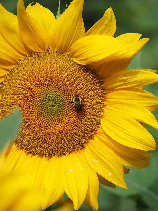 Olympus 12-200mm f/3.5-6.3 M.Zuiko Digital ED Review: Field Test -- Gallery Image