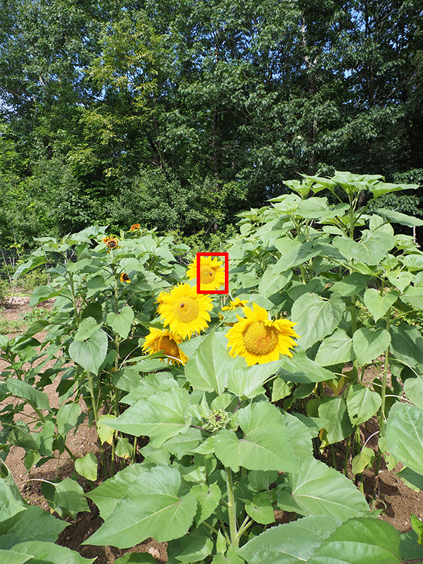 Olympus 12-200mm f/3.5-6.3 M.Zuiko Digital ED Review: Field Test -- Gallery Image