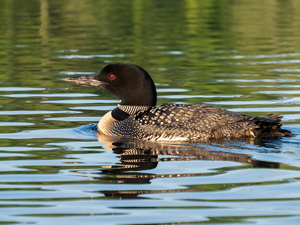 Olympus 12-200mm f/3.5-6.3 M.Zuiko Digital ED Review: Field Test -- Gallery Image