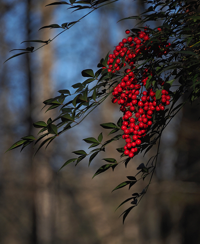 Olympus 12-200mm Sample Image