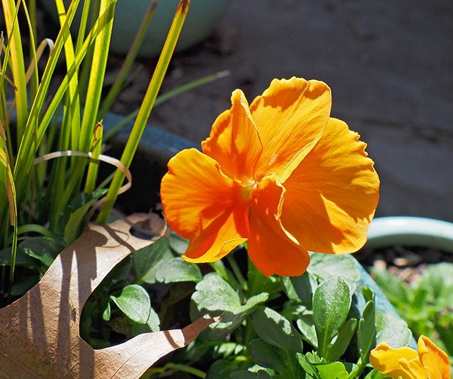 Olympus 12-200mm Sample Image