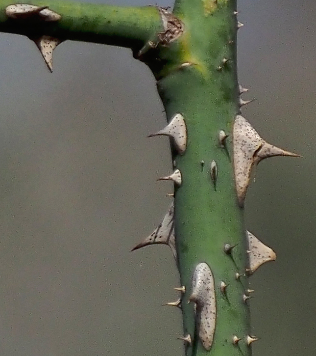 Olympus 12-200mm Sample Image