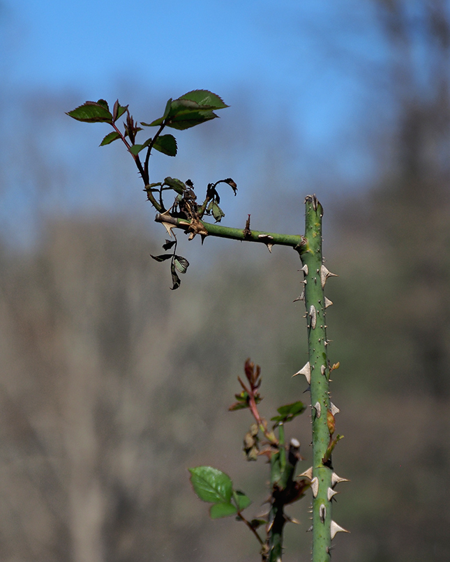 Olympus 12-200mm Sample Image