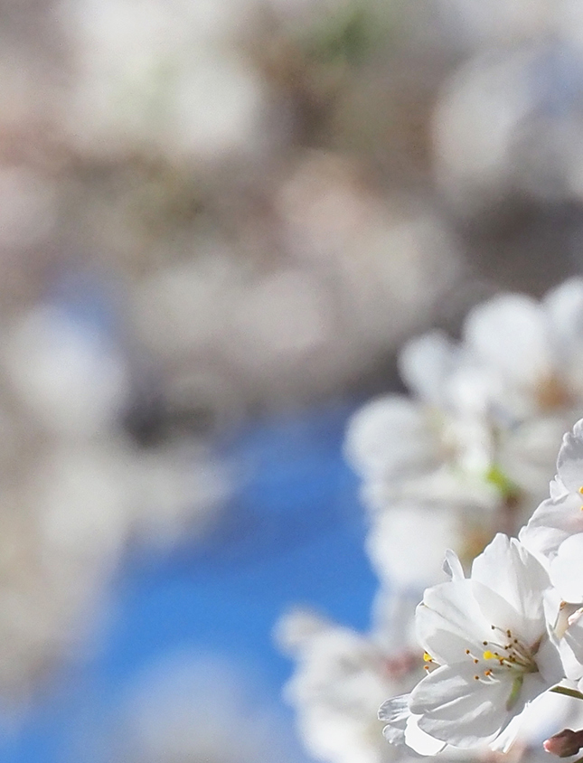 Olympus 12-200mm Sample Image