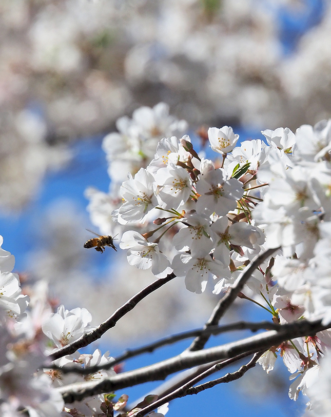 Olympus 12-200mm Sample Image