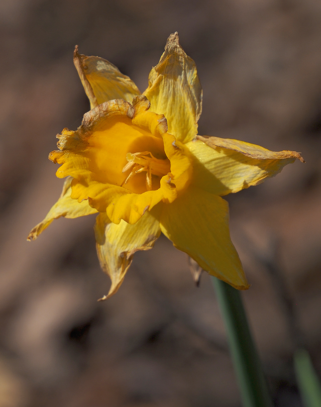 Olympus 12-200mm Sample Image