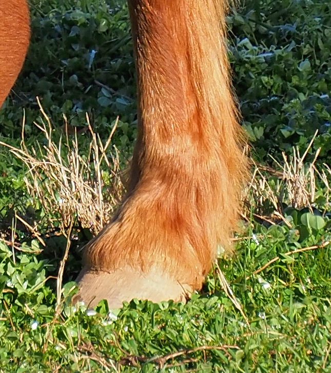 Olympus 12-200mm Sample Image