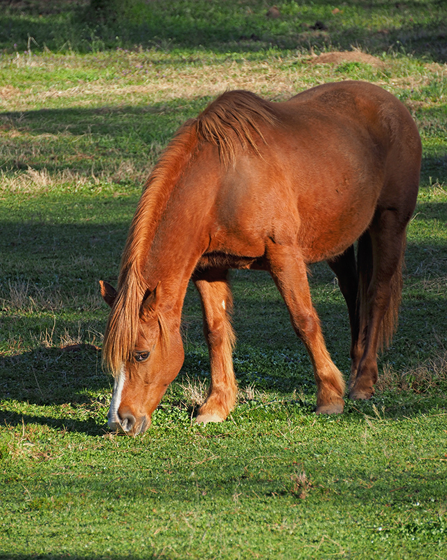 Olympus 12-200mm Sample Image