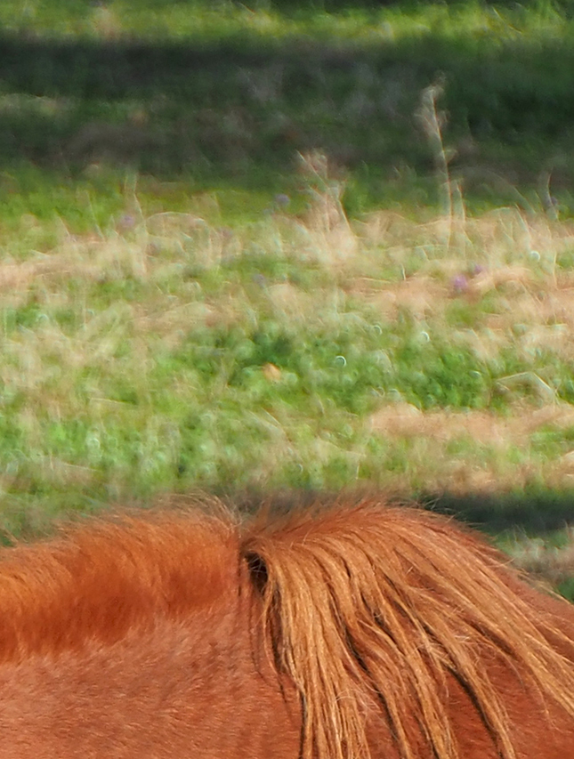 Olympus 12-200mm Sample Image