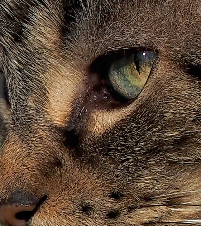 Olympus 12-200mm Sample Image