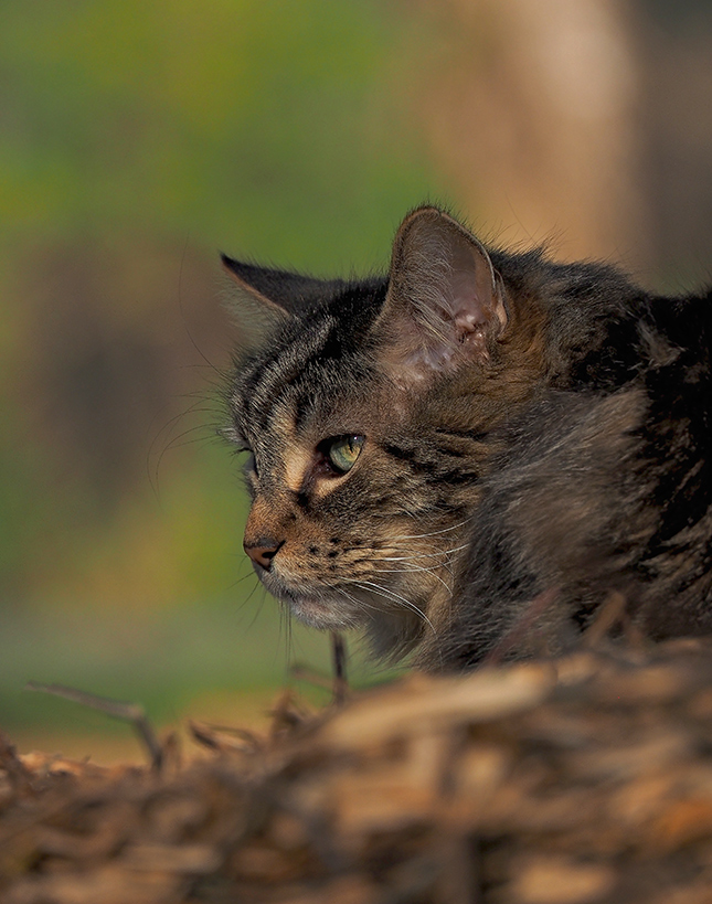 Olympus 12-200mm Sample Image