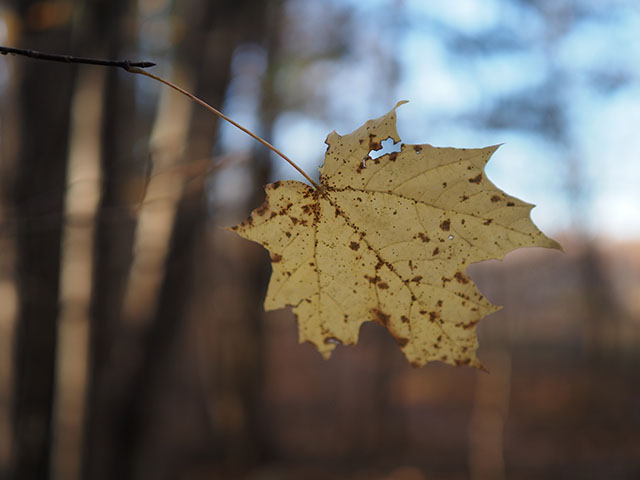 OM System M.Zuiko 20mm f/1.4 PRO Review -- Gallery Image