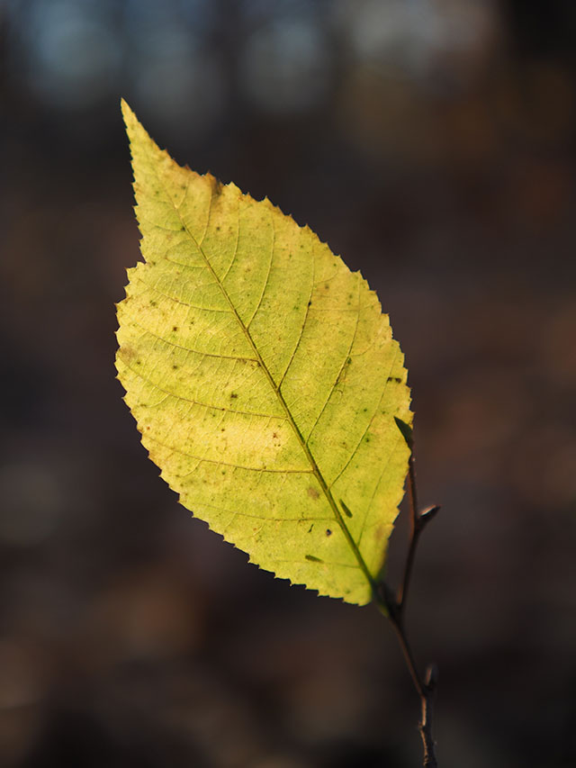 OM System M.Zuiko 20mm f/1.4 PRO Review -- Gallery Image
