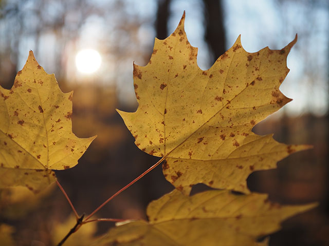 OM System M.Zuiko 20mm f/1.4 PRO Review -- Gallery Image