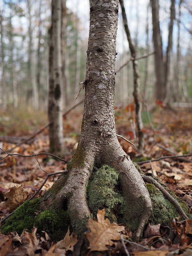 OM System M.Zuiko 20mm f/1.4 PRO Review -- Gallery Image